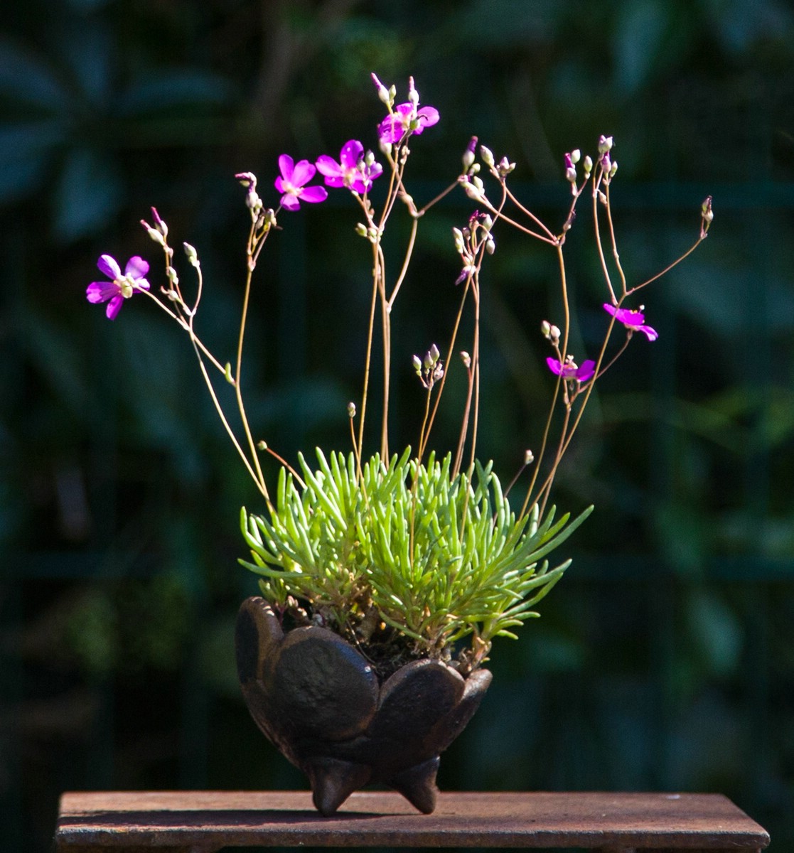 bonsai glass dome DIY Terrarium Kit - Create your own mini Ecosystem